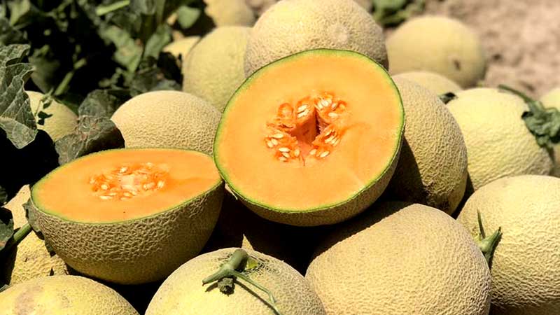 راهنمای خرید بذر ملون
