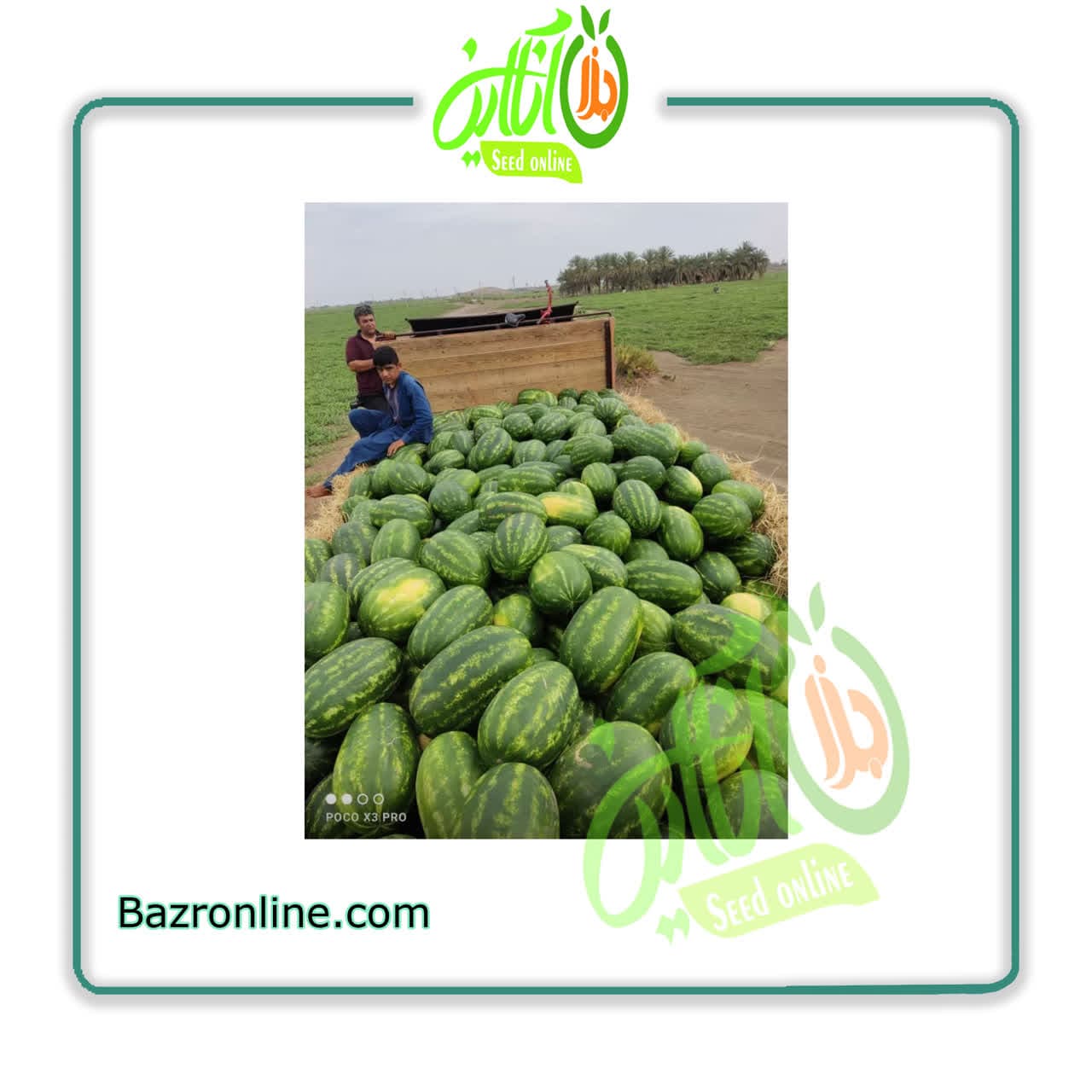بذر هندوانه بارلو سینجنتا
