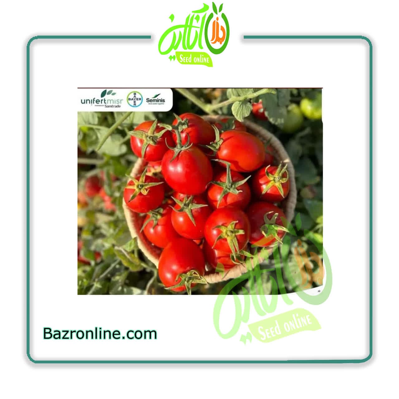 بذر گوجه فرنگی ردجیدا سمینیس