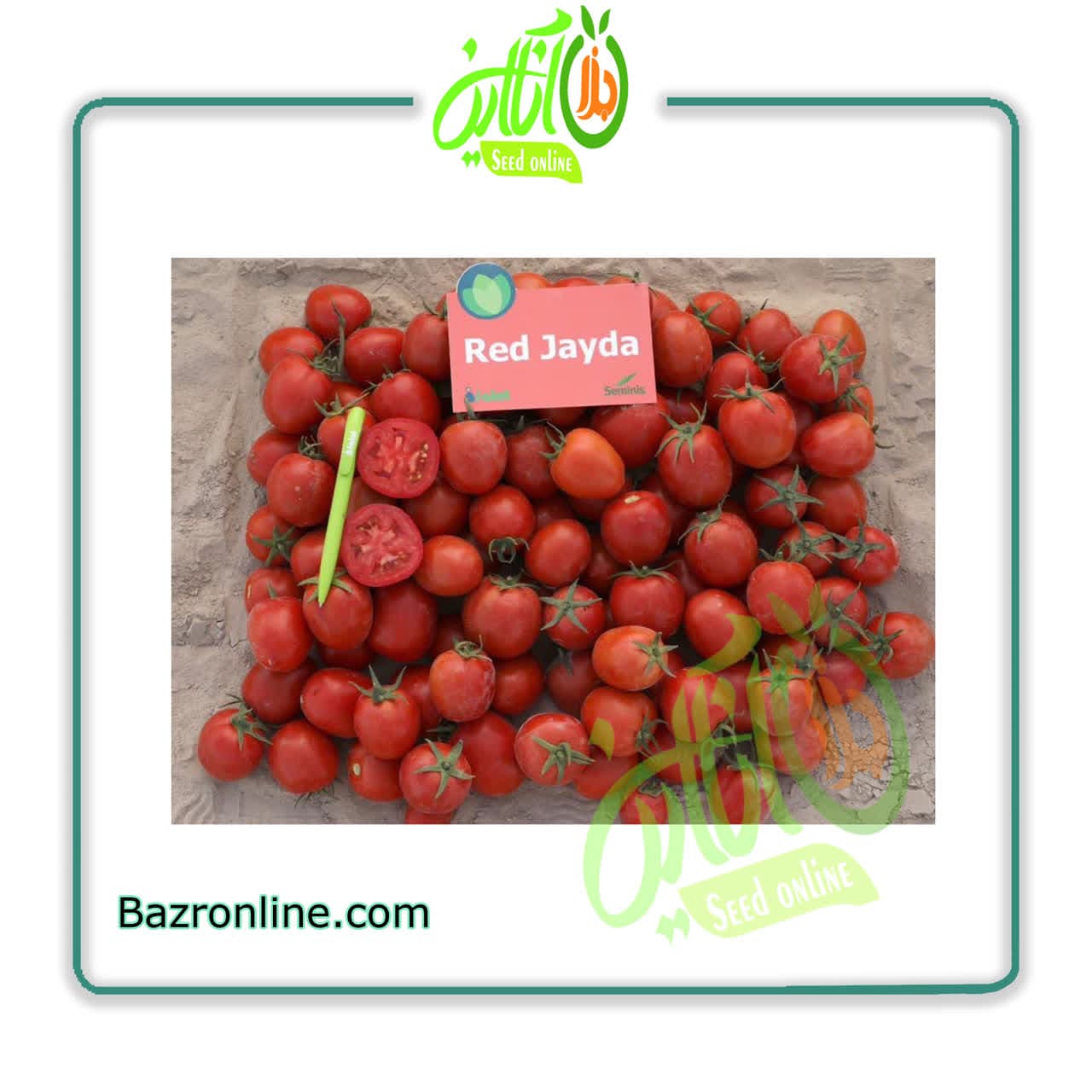 بذر گوجه فرنگی ردجیدا سمینیس