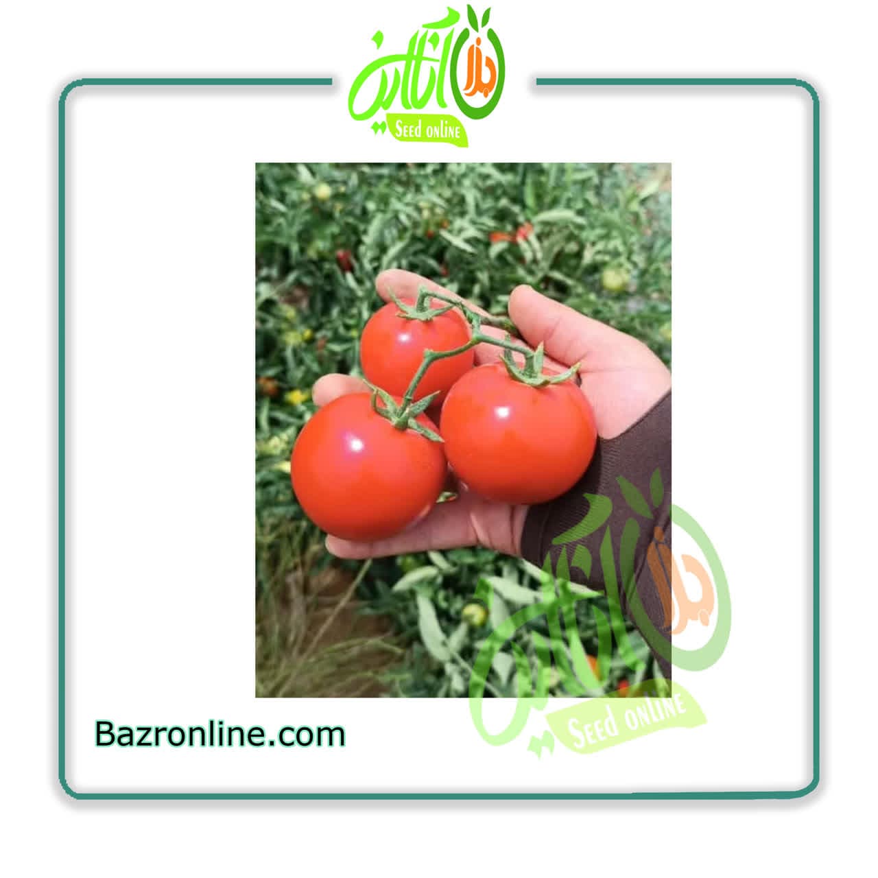 بذر گوجه فرنگی یارا