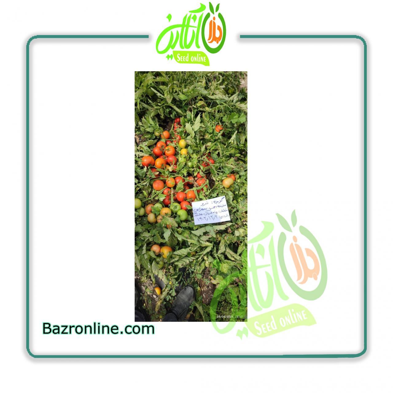 بذر گوجه فرنگی نرو