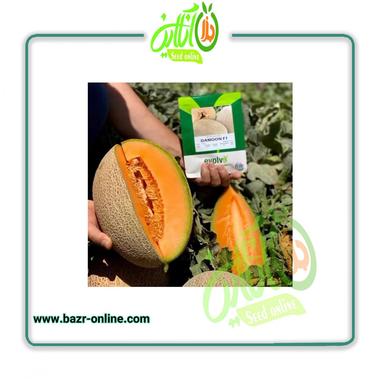 بذر خربزه (ملون) دامون