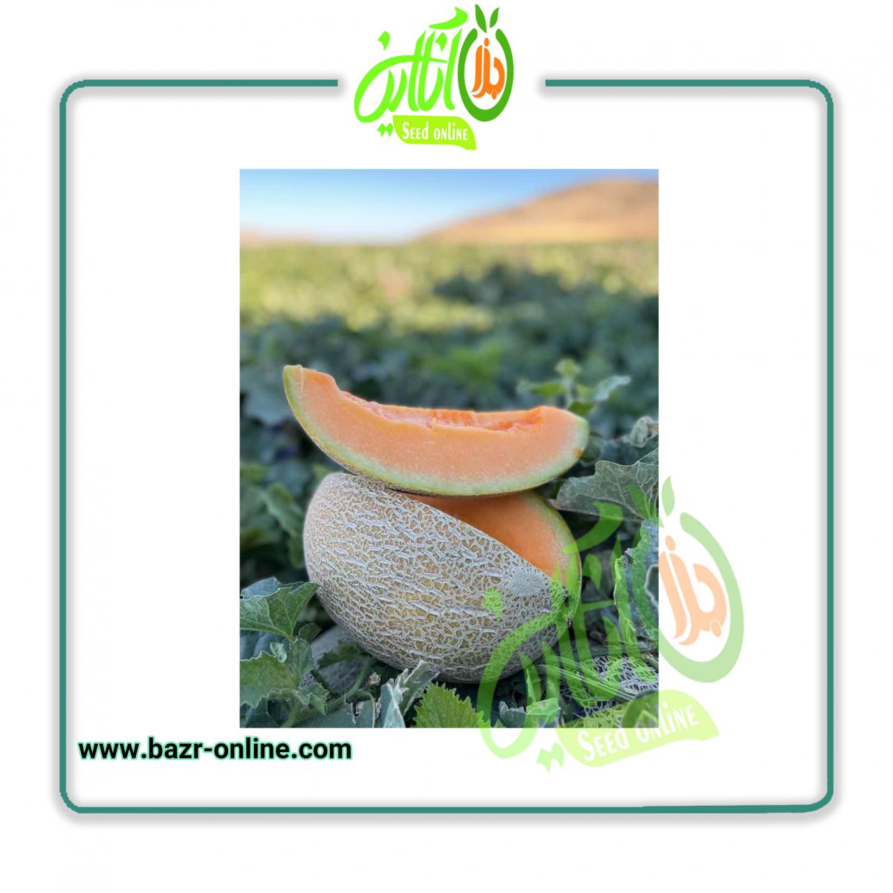 بذر خربزه (ملون) دامون