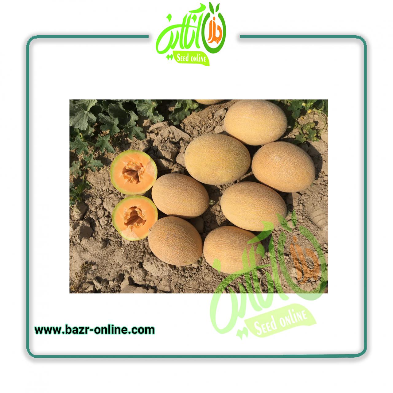 بذر خربزه (ملون) دامون