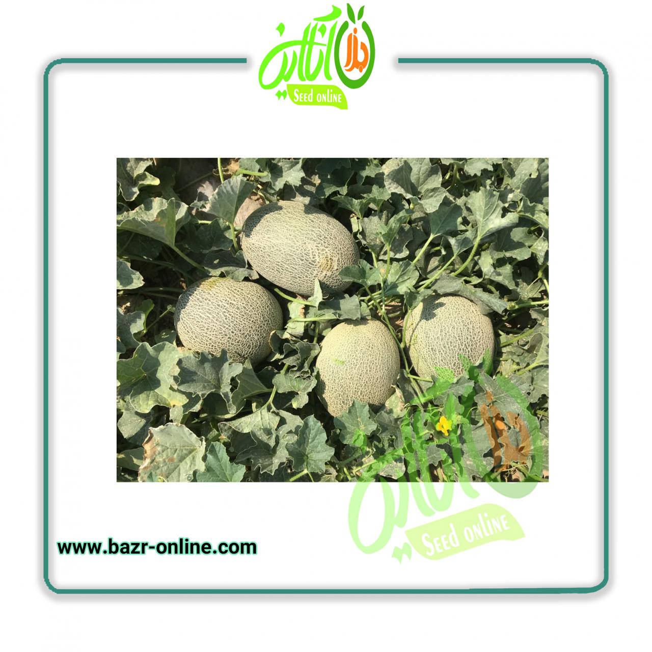 بذر خربزه (ملون) دامون