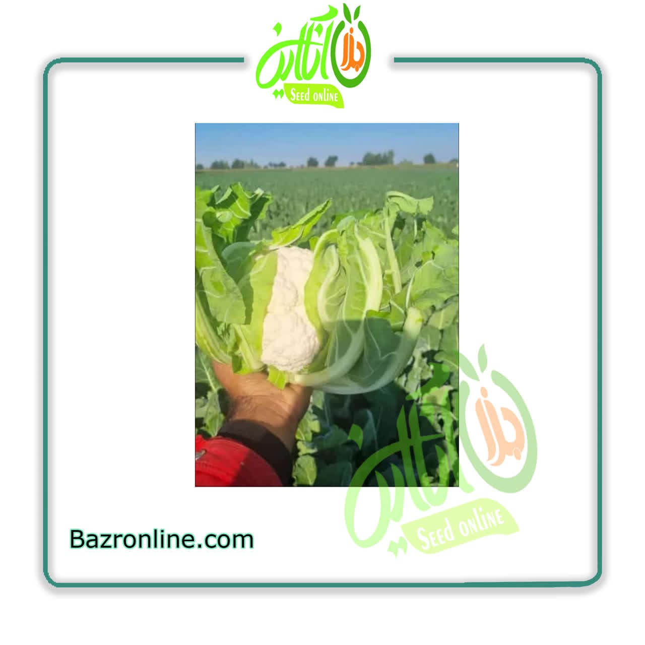 بذر گل کلم آمیدالا