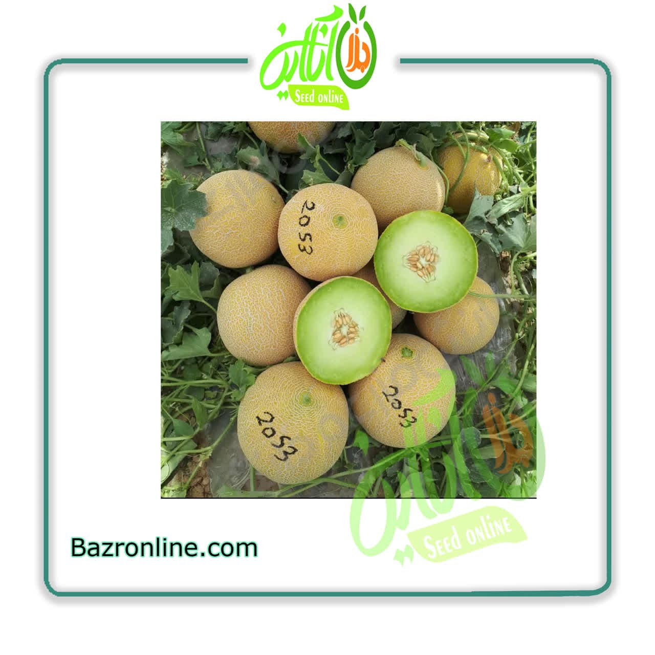 بذر ملون 2053 کلوز