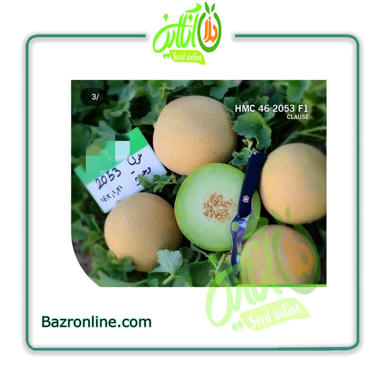بذر ملون 2053 کلوز