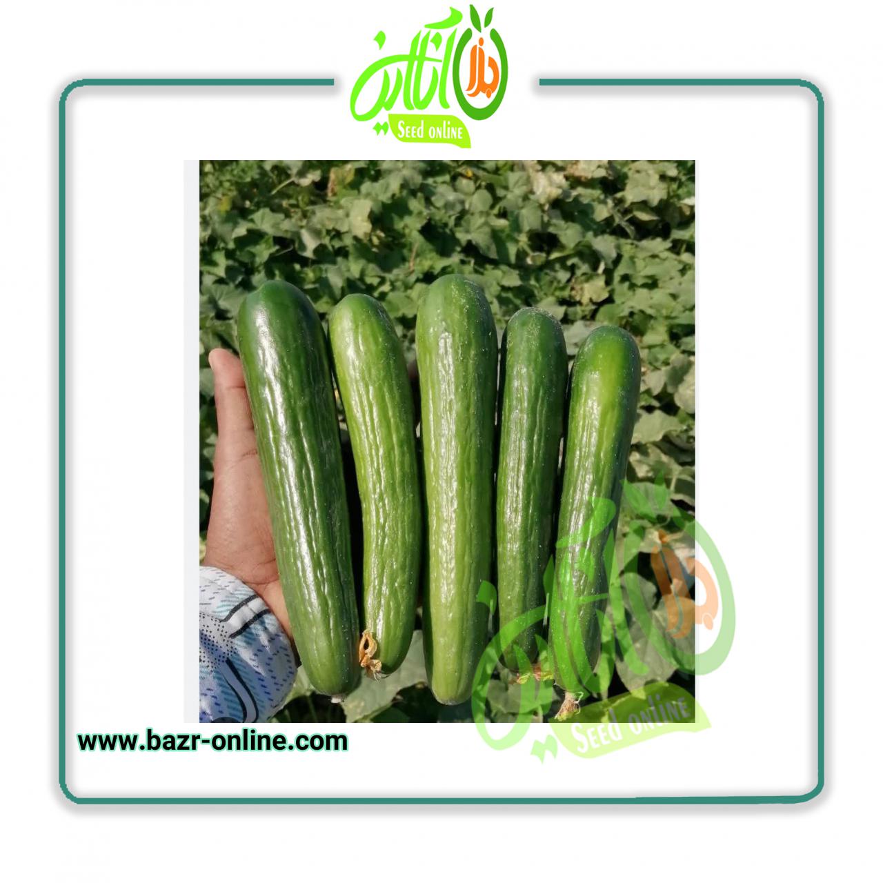 بذر خیار آفیسر