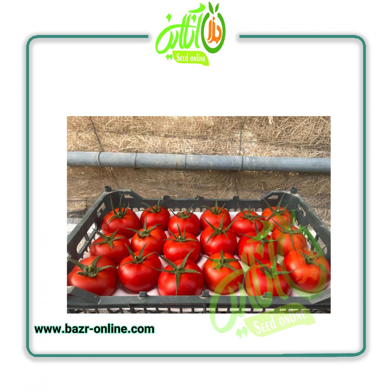 بذر گوجه فرنگی گلخانه ای 4129