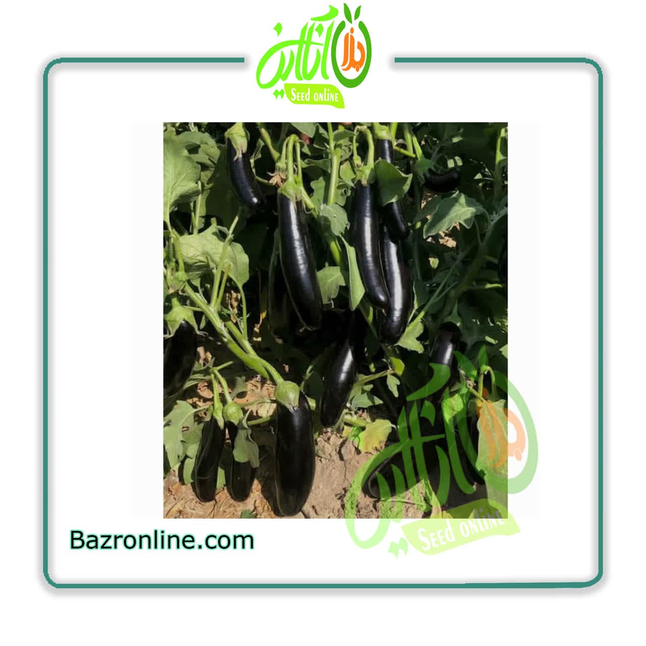 بذر بادمجان قلمی شادو کلش