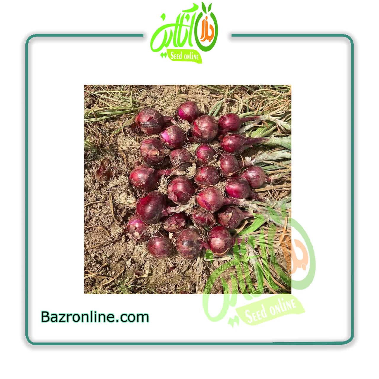 بذر پیاز هیبرید 7030 سمینیس