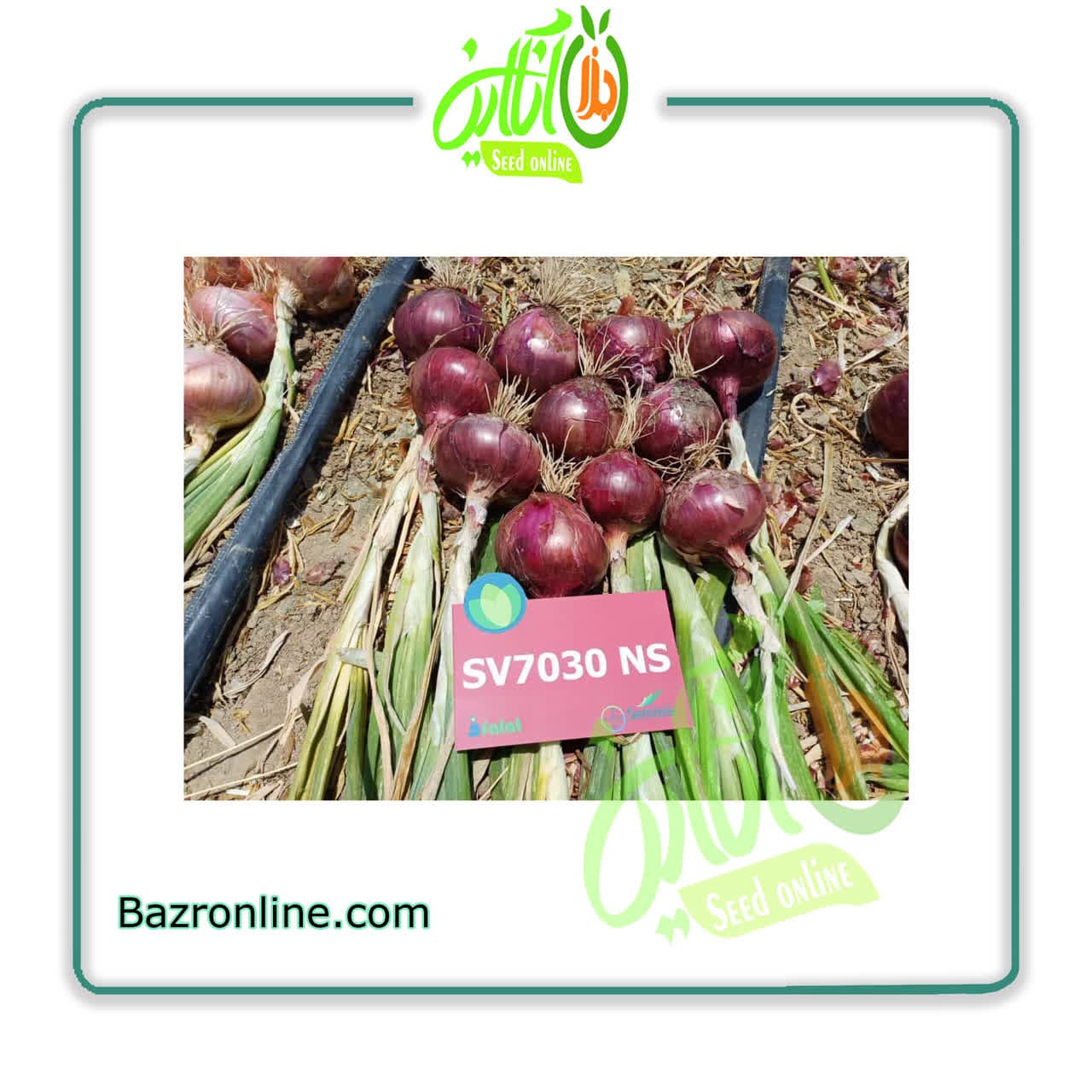 بذر پیاز هیبرید 7030 سمینیس