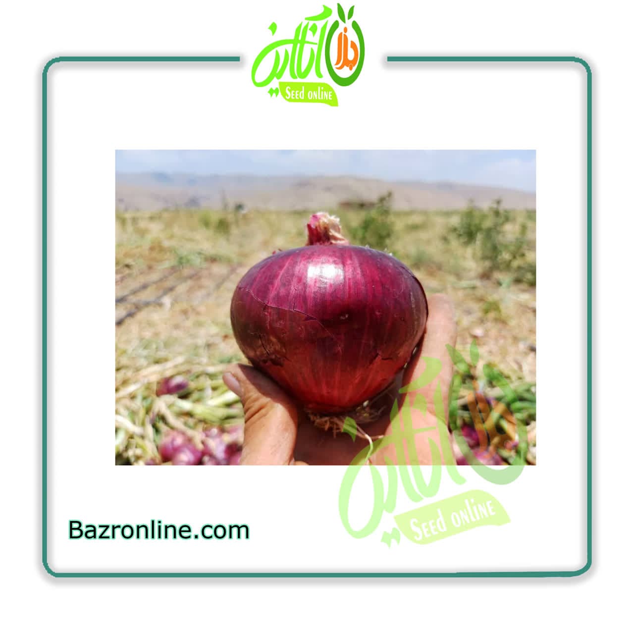 بذر پیاز هیبرید 7030 سمینیس