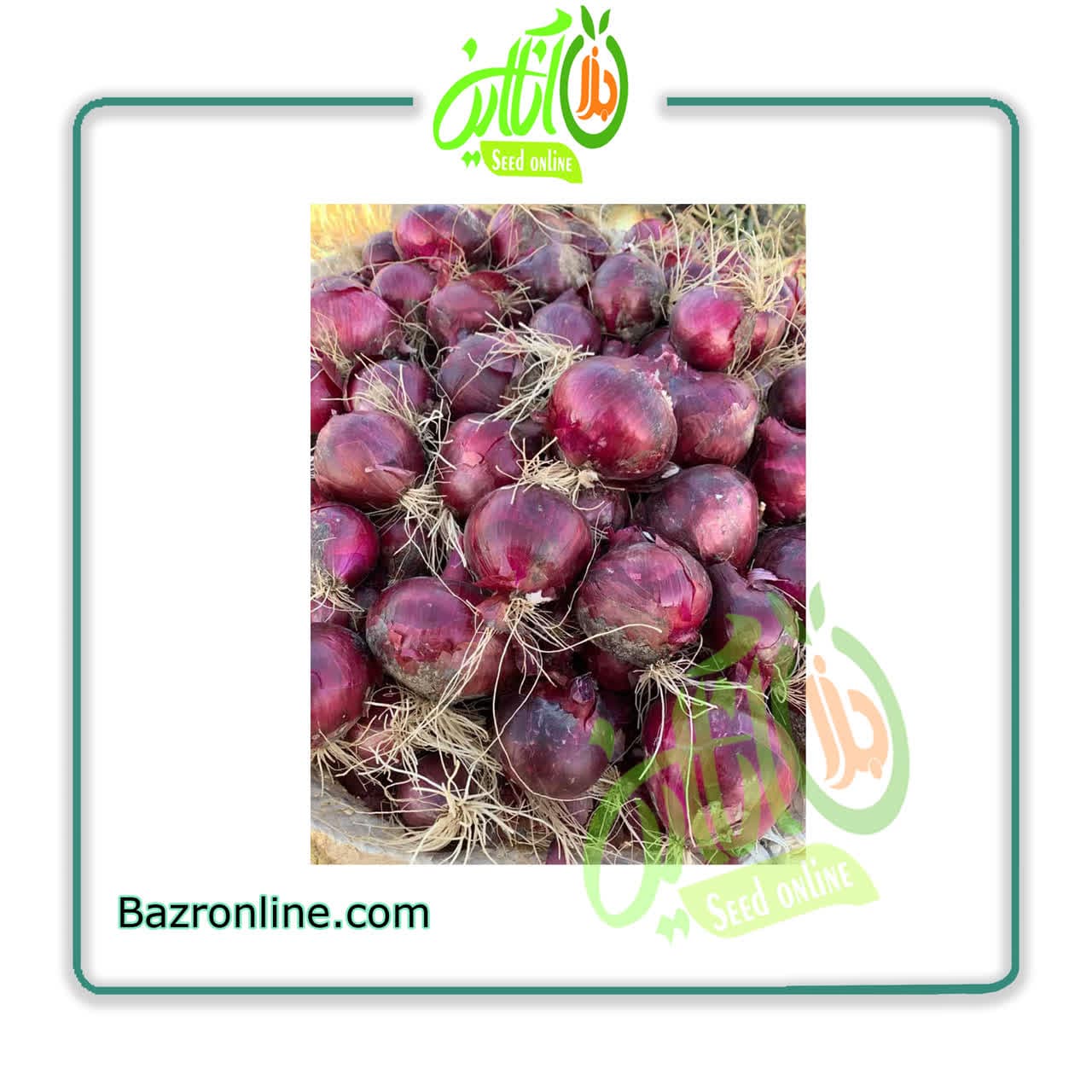 بذر پیاز هیبرید 7030 سمینیس