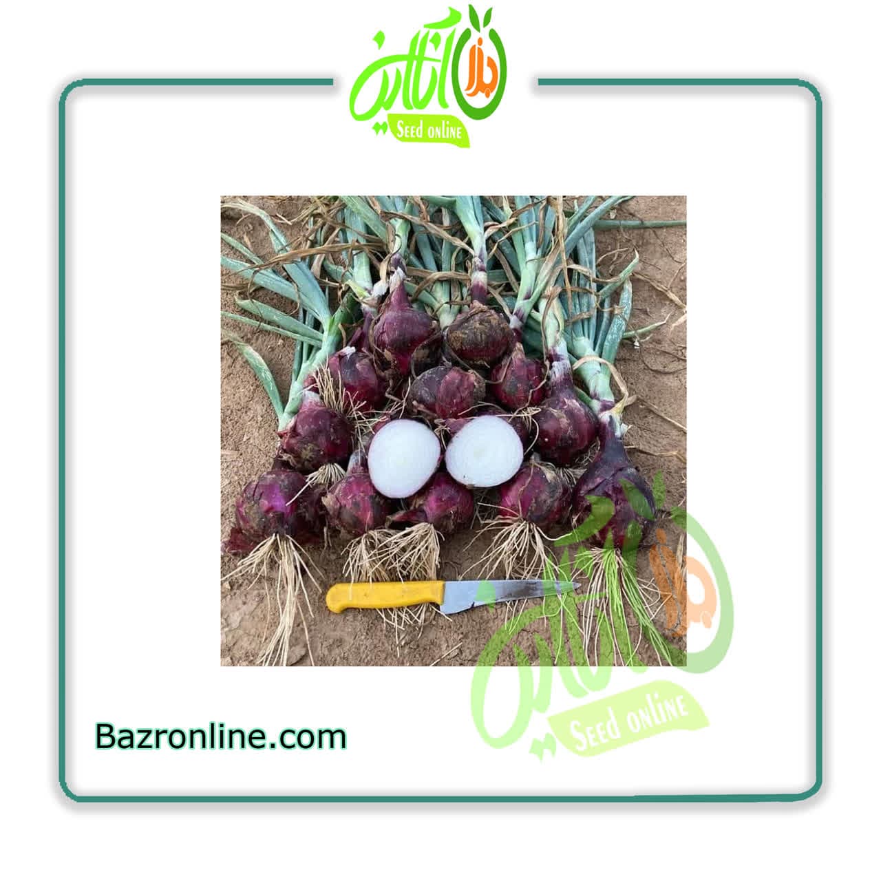 بذر پیاز هیبرید 7030 سمینیس