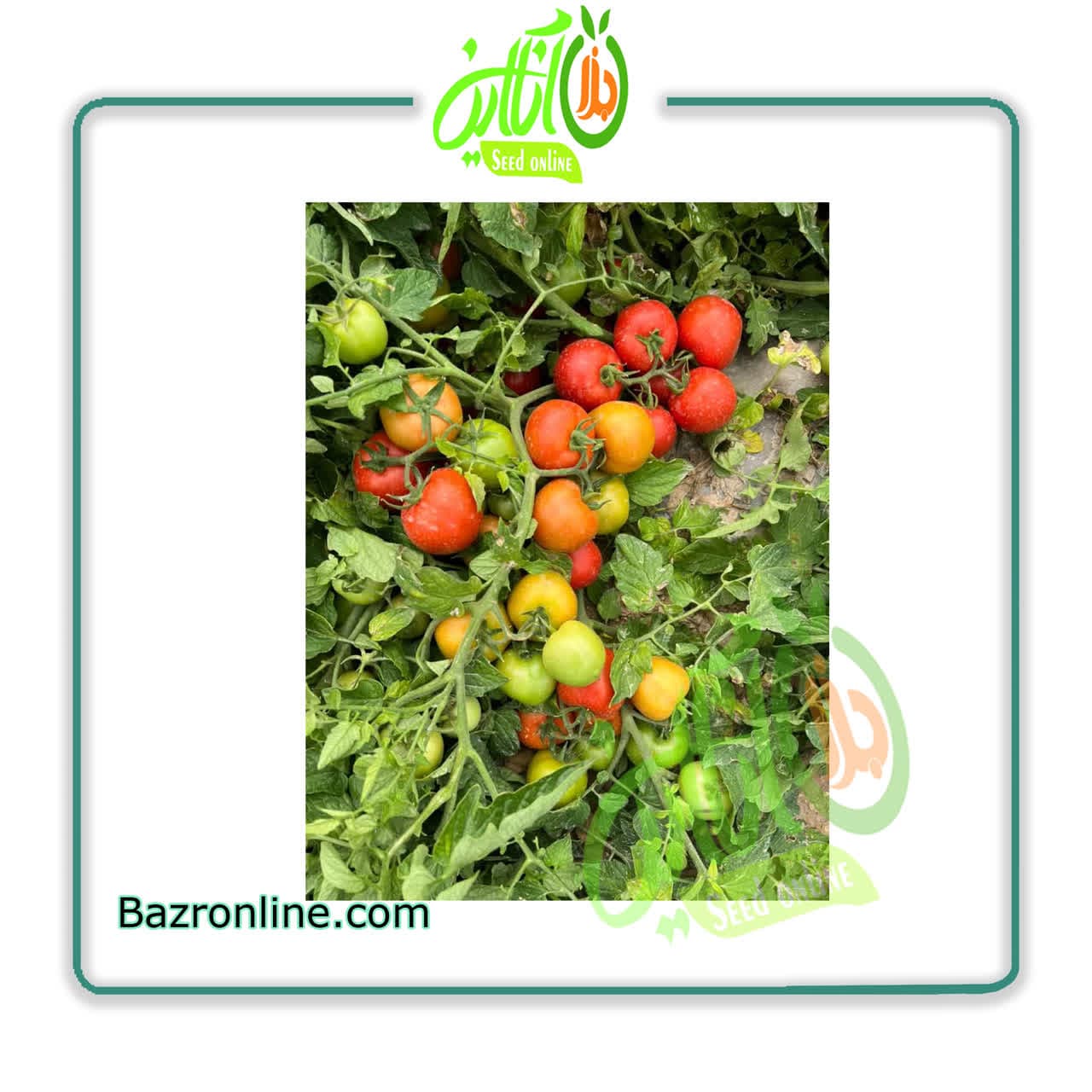بذر گوجه فرنگی 8042