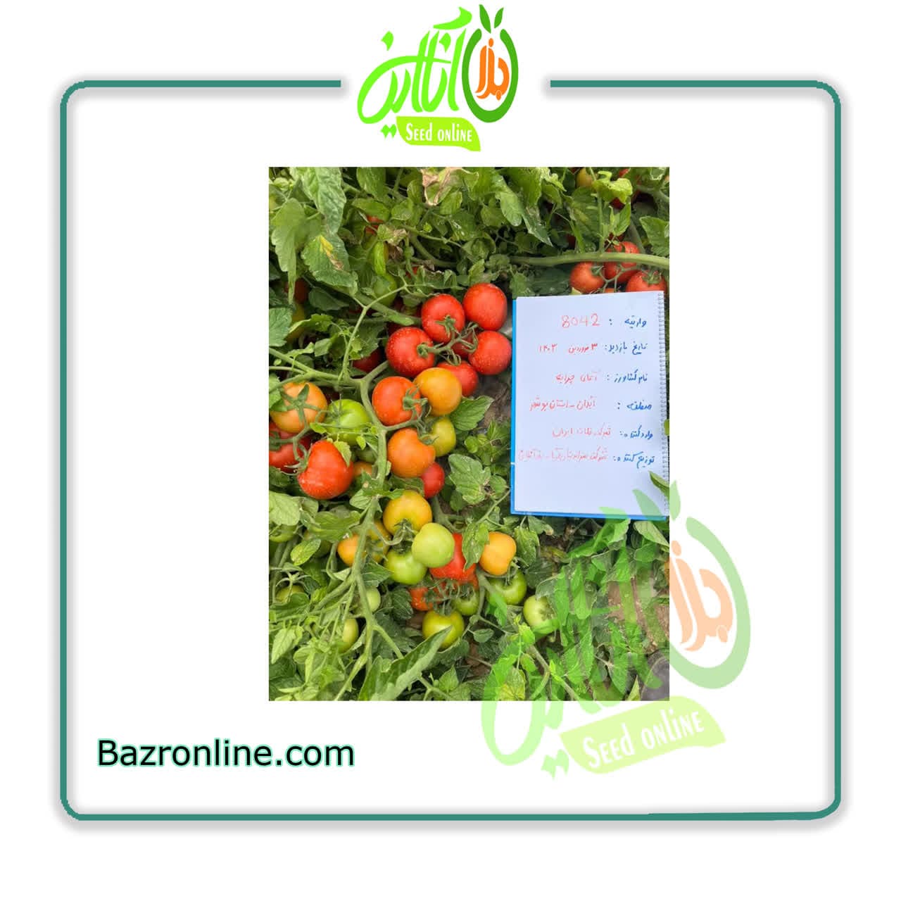 بذر گوجه فرنگی 8042