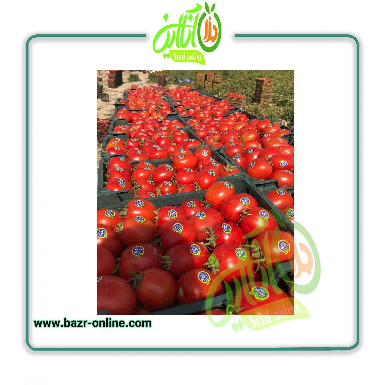 بذر گوجه فرنگی متین