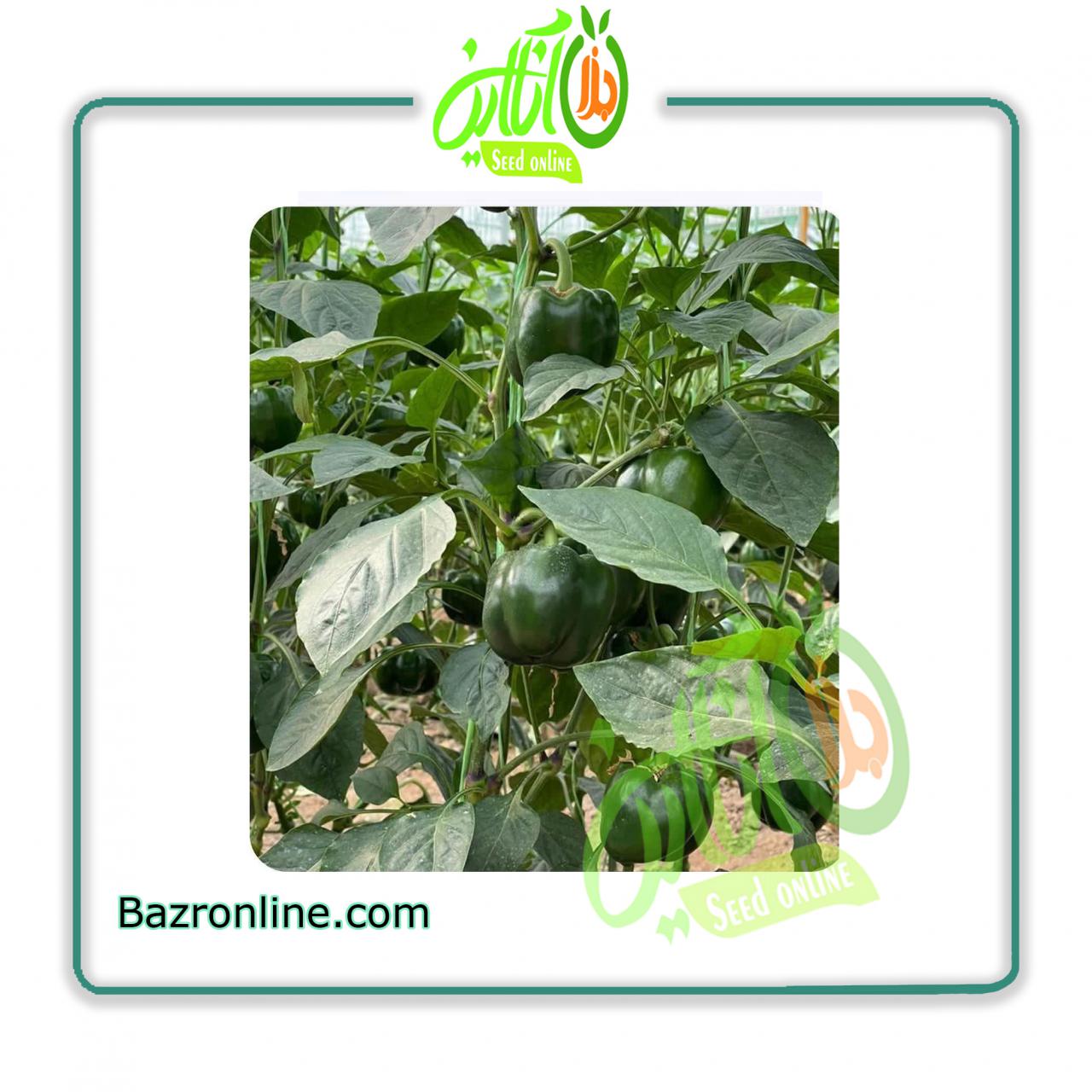 بذر فلفل دلمه 9325 سمینیس