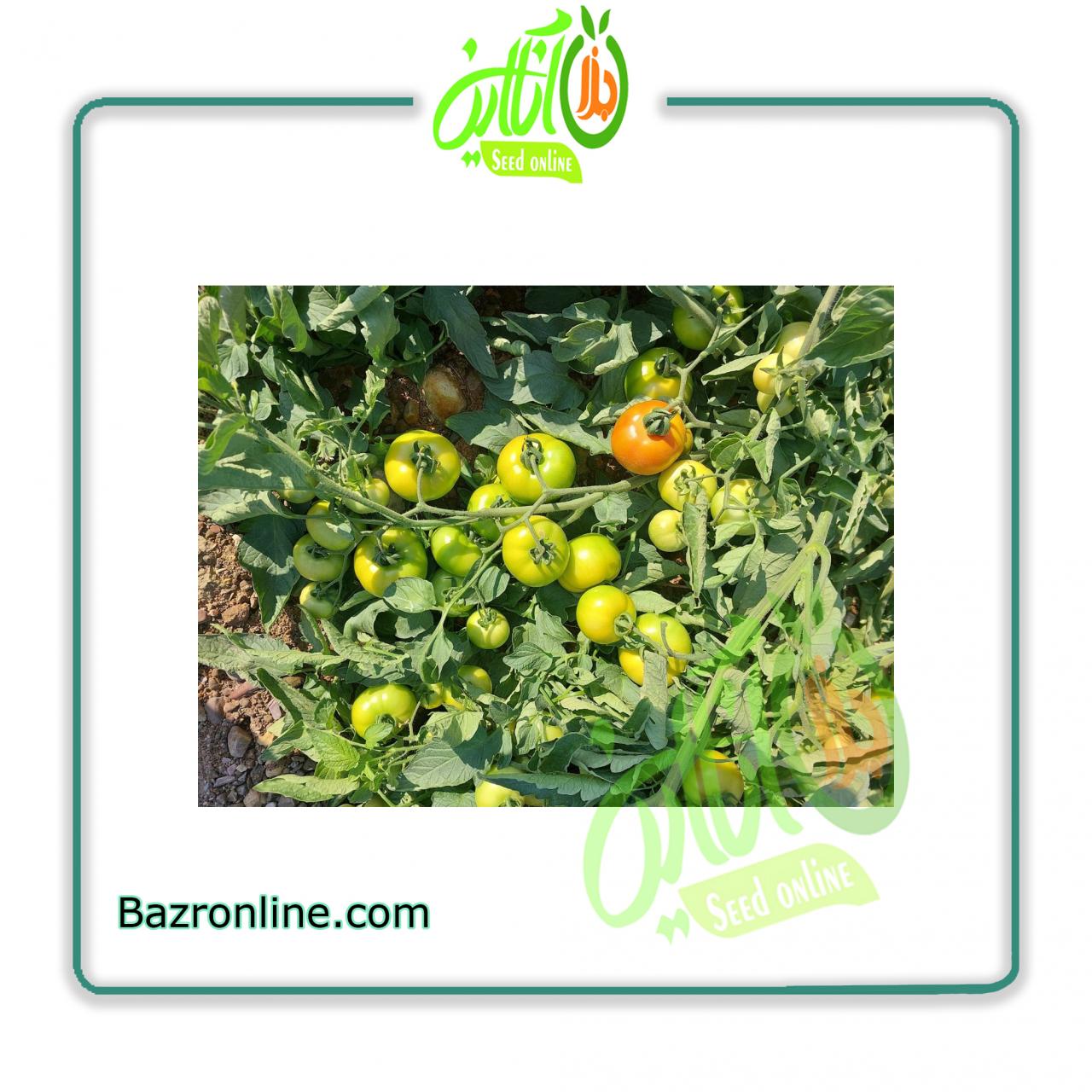 بذر گوجه فرنگی فیونان کانیون