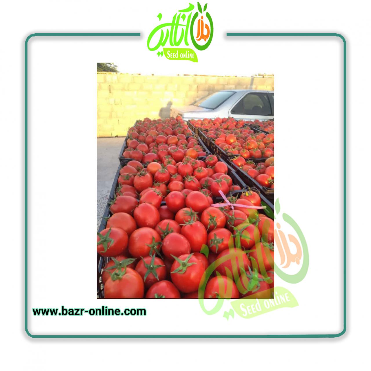 بذر گوجه فرنگی بدرو
