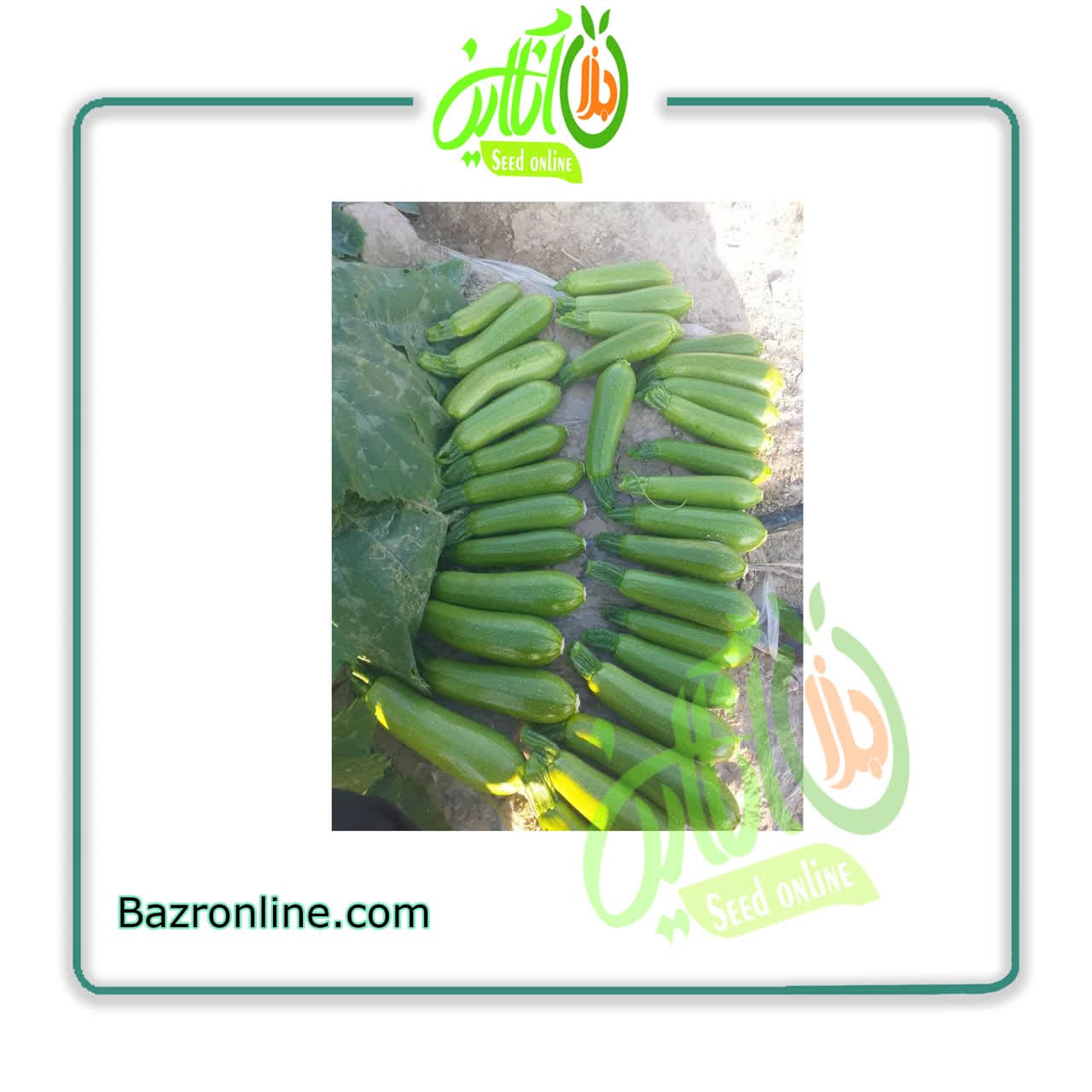 بذر کدو سبز هیبرید سکویا