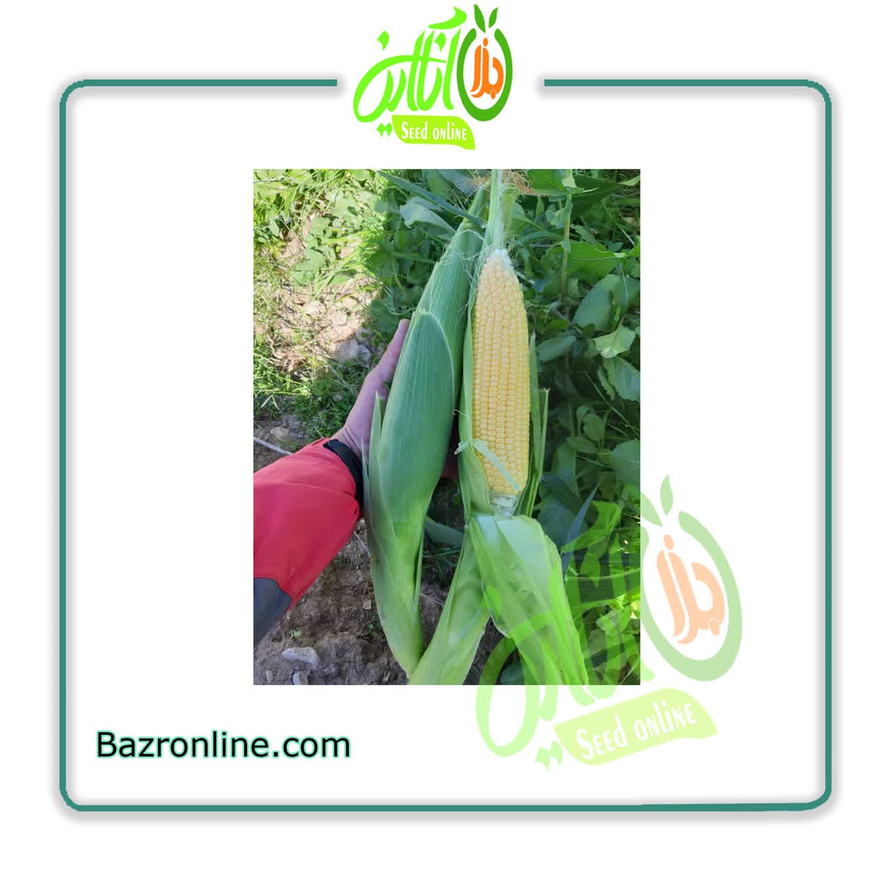 بذر ذرت شیرین مسنجر سمینیس