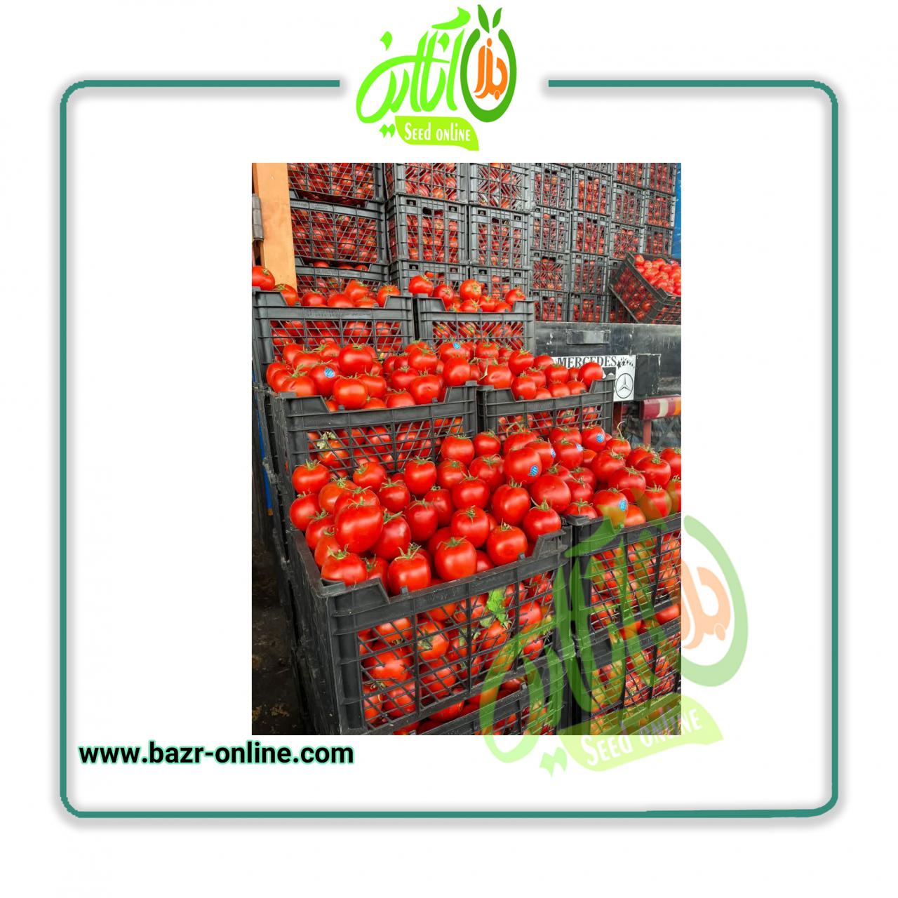 بذر گوجه فرنگی بریویو