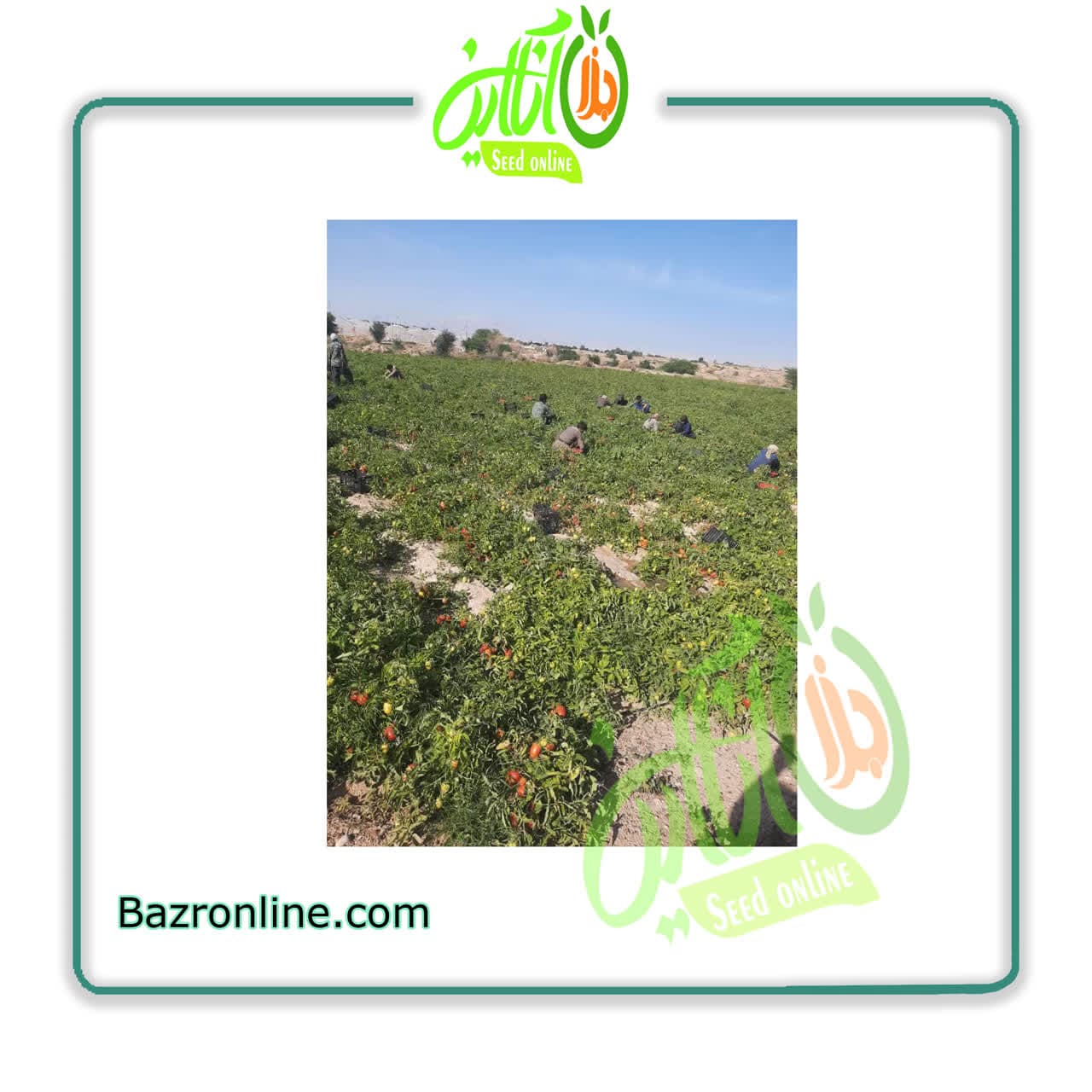 بذر گوجه فرنگی آفرند