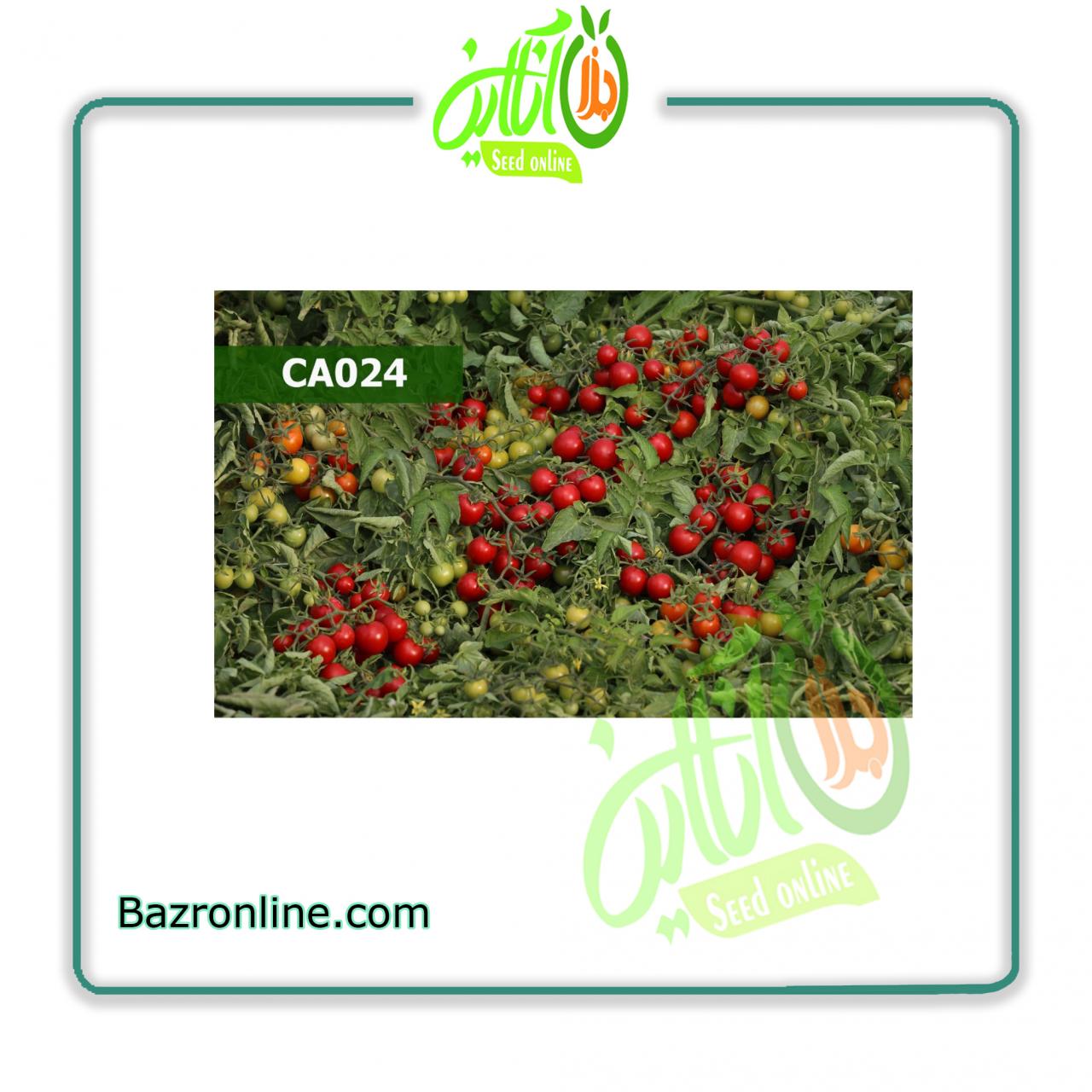 بذر گوجه فرنگی گیلاسی CA024 کانیون