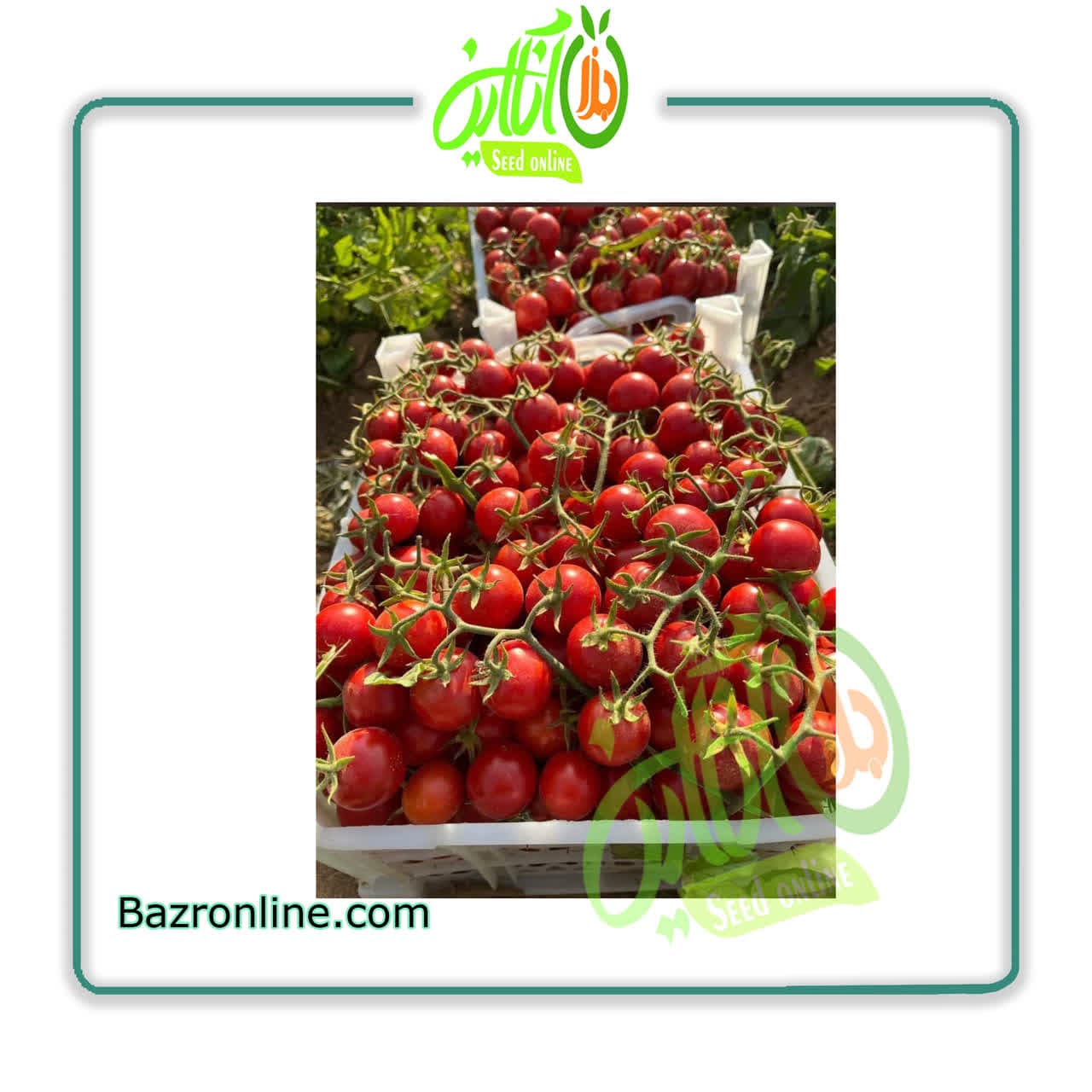 بذر گوجه فرنگی گیلاسی CA024 کانیون