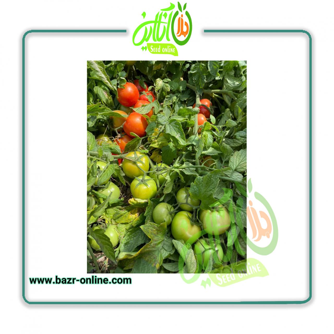 بذر گوجه فرنگی باسیمو
