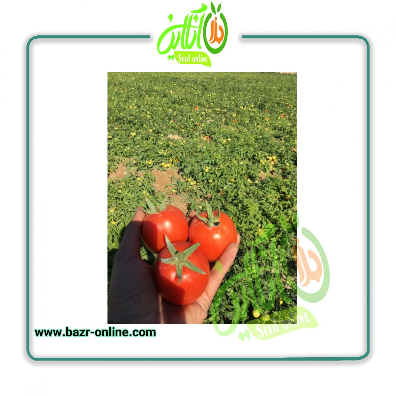 بذر گوجه فرنگی باسیمو