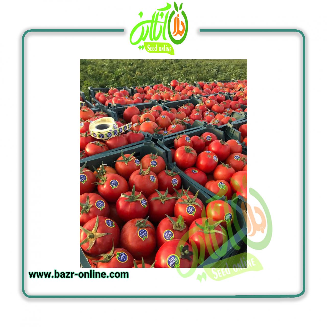 بذر گوجه فرنگی باسیمو