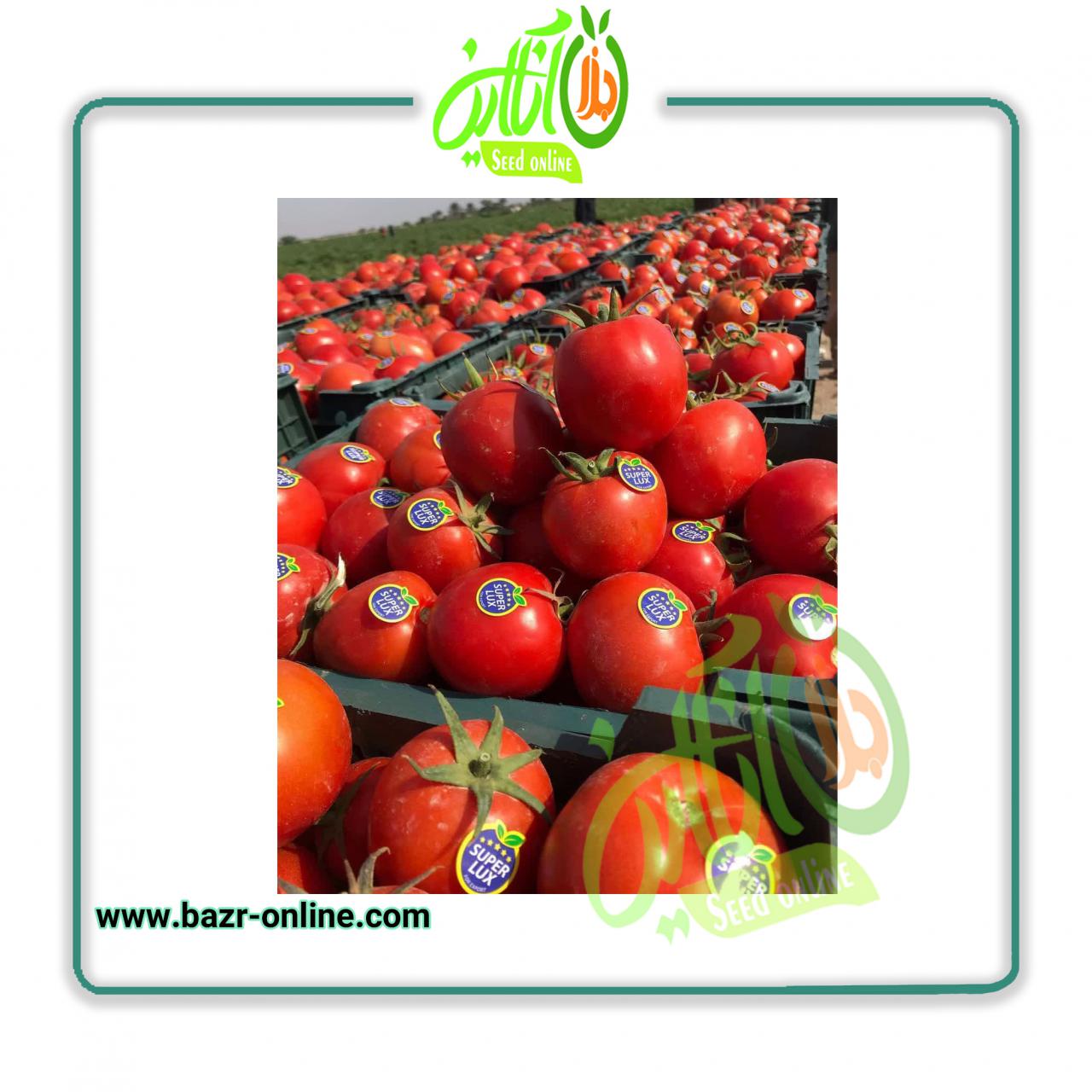 بذر گوجه فرنگی باسیمو