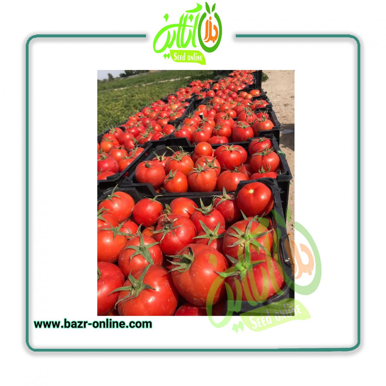 بذر گوجه فرنگی باسیمو