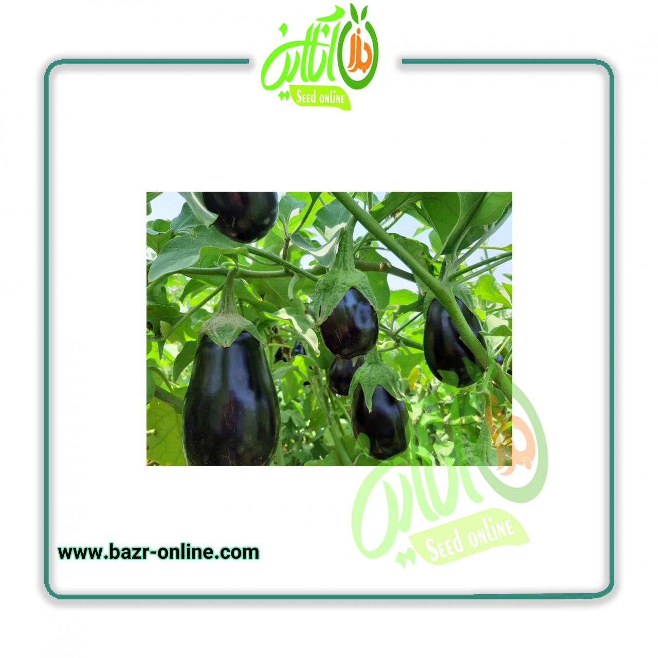 بذر بادمجان آرلن سمینیس