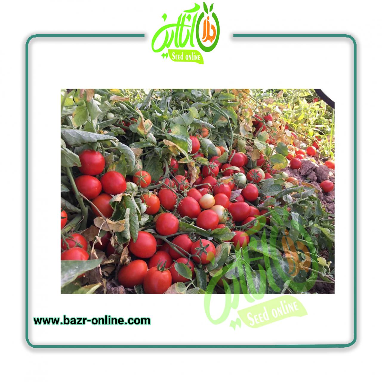 بذر گوجه فرنگی برنتا