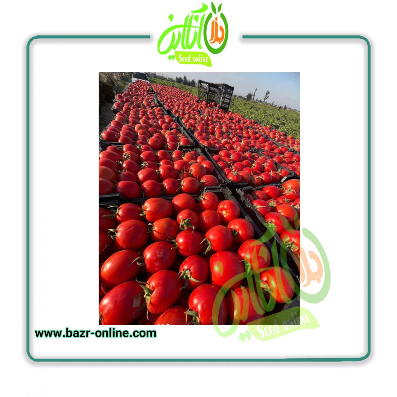 بذر گوجه فرنگی برنتا