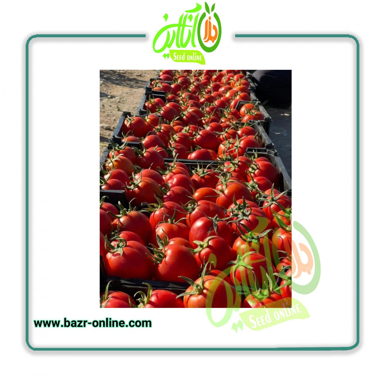 بذر گوجه فرنگی برنتا