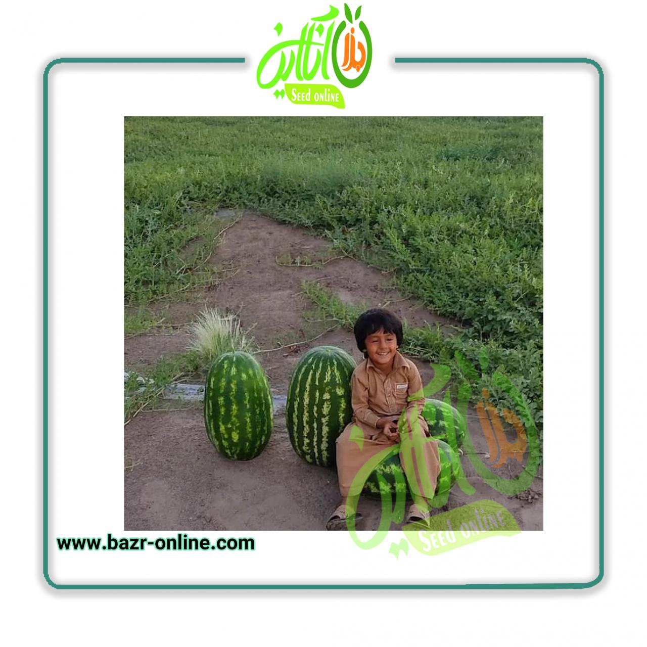 بذر هندوانه بی 32 سمینیس ( B32 )