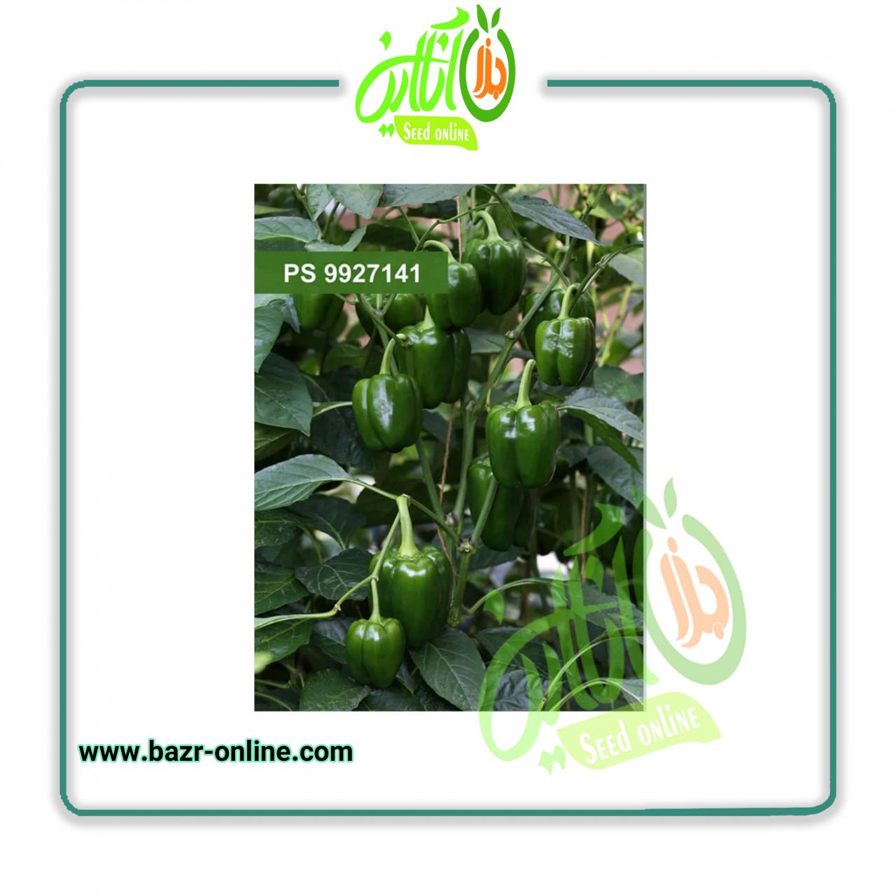 بذر فلفل دلمه 7141 سمینیس