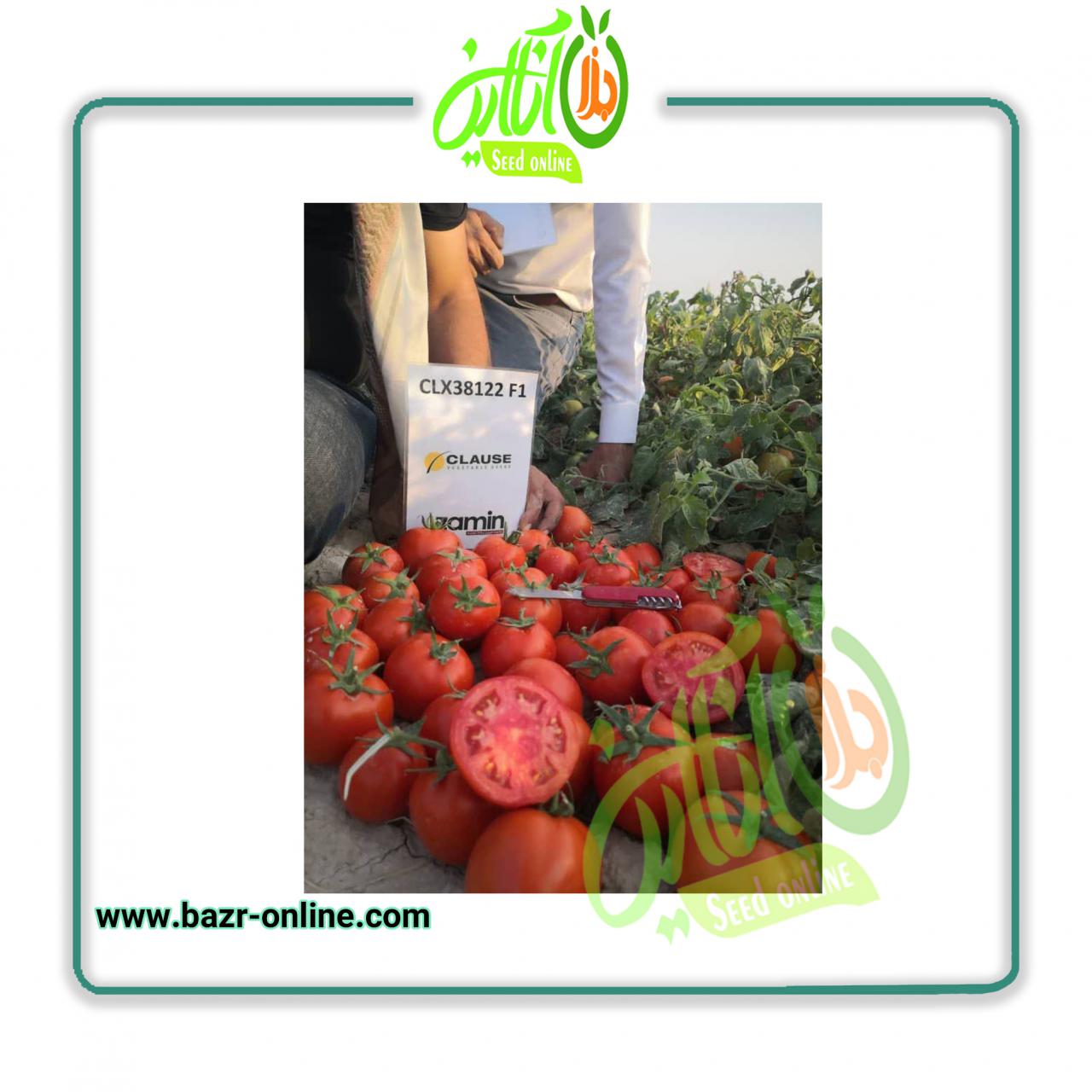 بذر گوجه فرنگی سی ال ایکس کلوز CLX38122