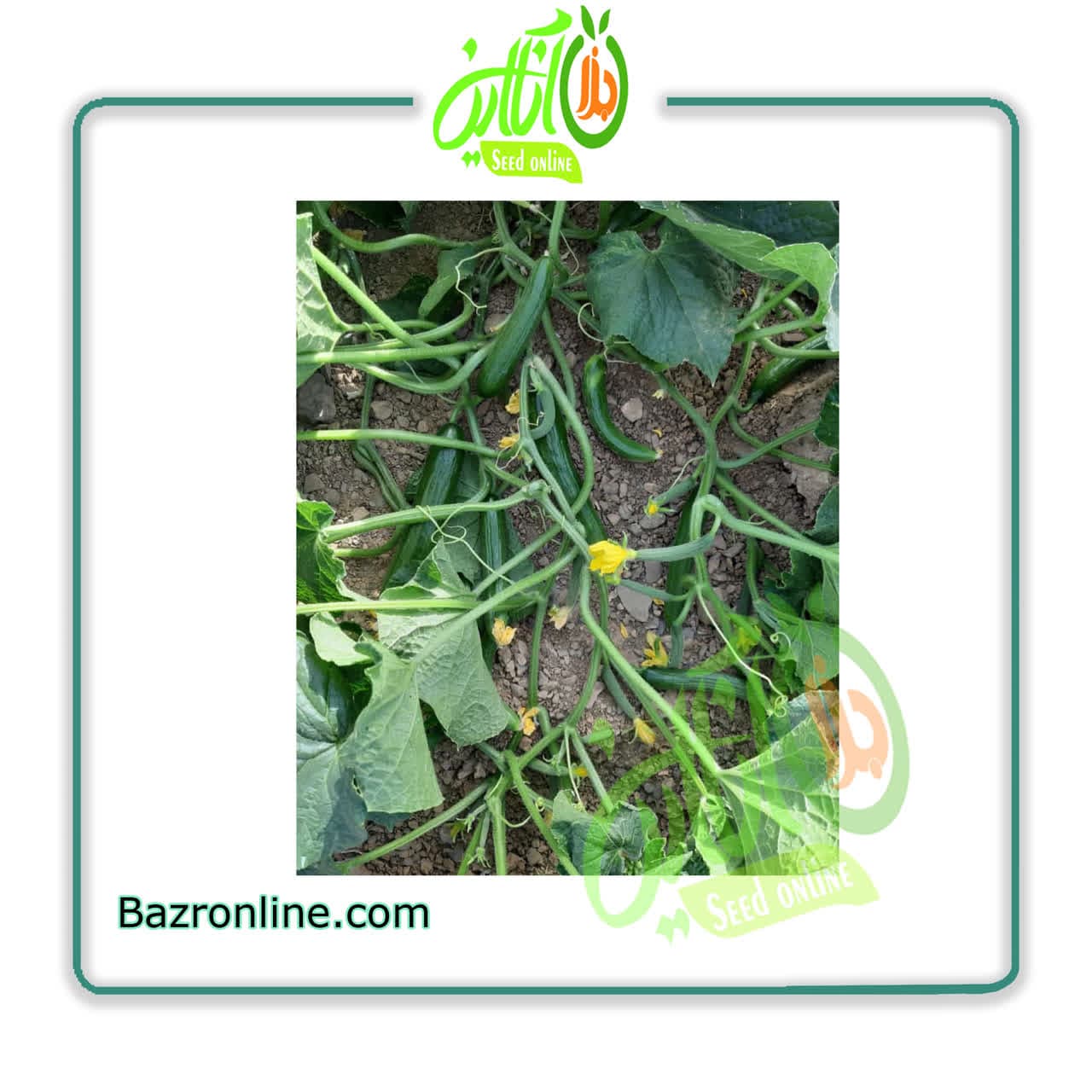 بذر خیار الیور