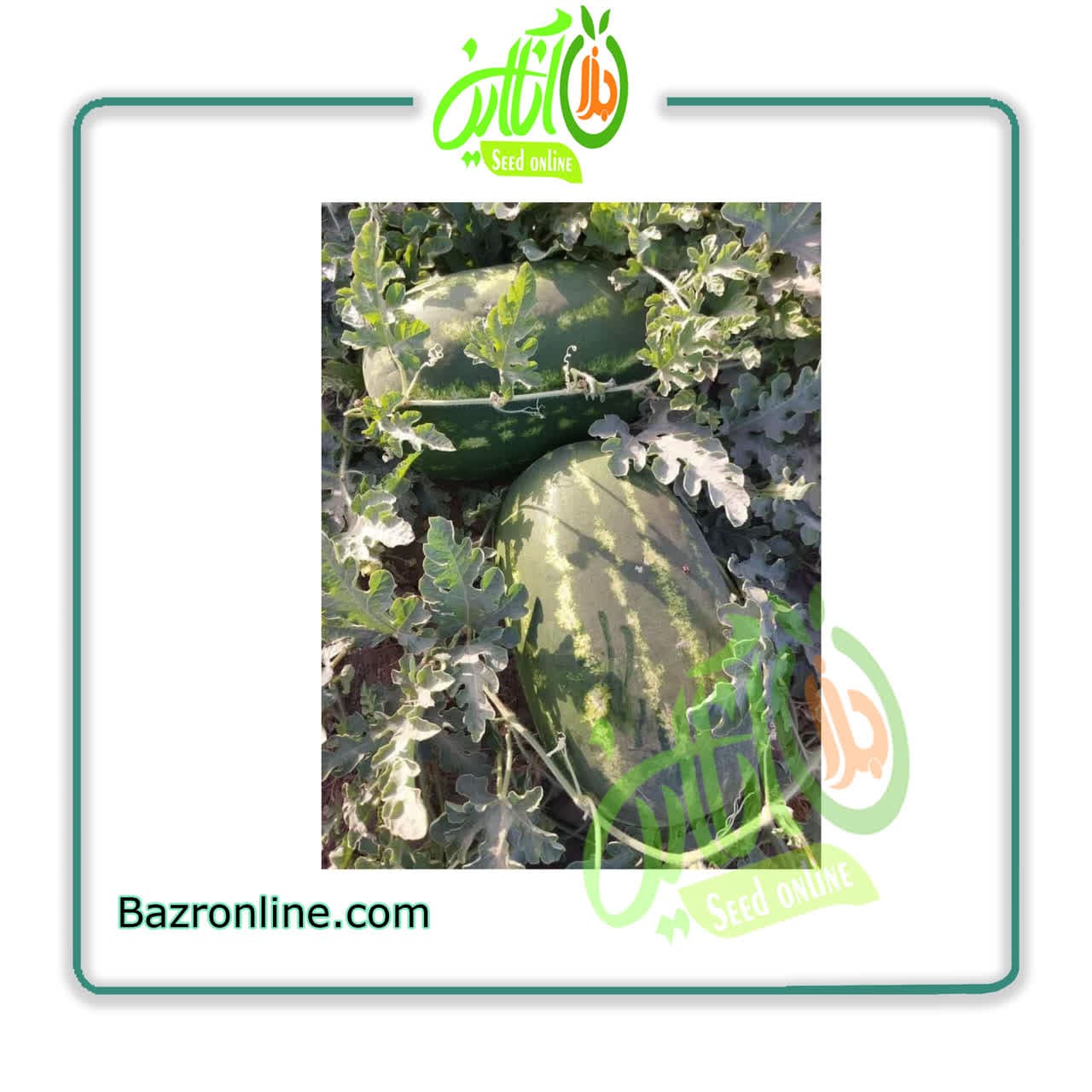بذر هندوانه اکسدرا سمینیس